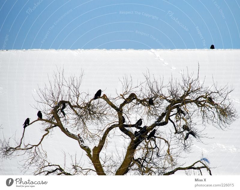 Krähen Wolkenloser Himmel Winter Schönes Wetter Baum Tier Wildtier Vogel Schwarm sitzen kalt Dach Wintertag Farbfoto Außenaufnahme Menschenleer Tag Sonnenlicht