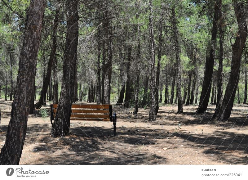 einsam Natur Landschaft Baum Park Wald Einsamkeit einzigartig kalt Farbfoto Außenaufnahme Menschenleer Tag