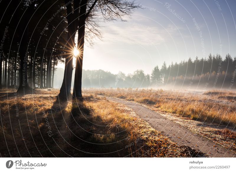 Weg im goldenen Herbst sonnigen Wald Sonne wandern Natur Landschaft Himmel Sonnenaufgang Sonnenuntergang Nebel Baum Straße Wege & Pfade hell schön Buchsbaum