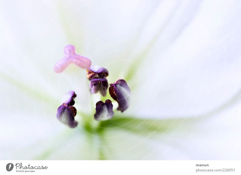 Lilie Natur Frühling Blume Blüte Blütenstempel Lilienblüte ästhetisch Duft schön natürlich weiß Frühlingsgefühle Farbfoto Nahaufnahme Detailaufnahme