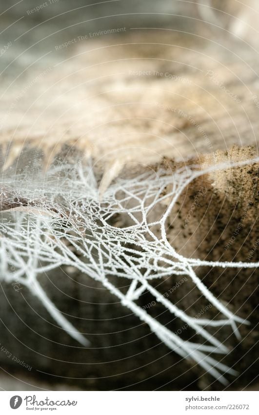 Eisige Zeiten Umwelt Natur Winter Klima Frost Baum Garten Park kalt braun weiß gefroren Spinnennetz Baumstamm Baumstumpf Einsamkeit Nahrungssuche