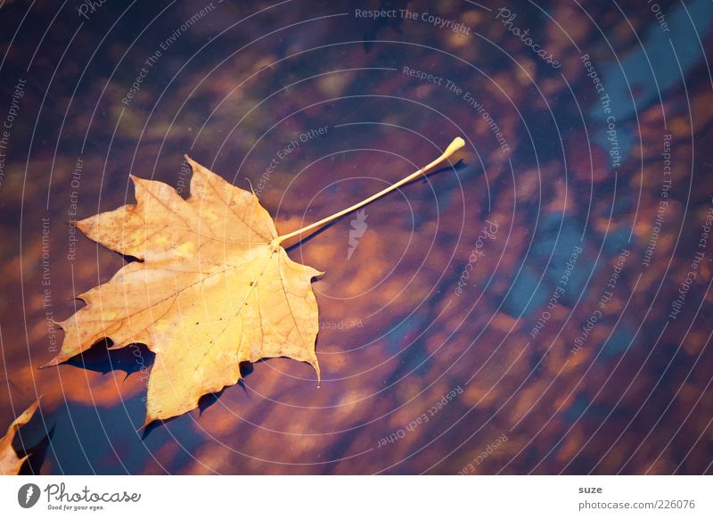 Fundstück Natur Pflanze Herbst Wetter Blatt glänzend ästhetisch schön gelb Herbstlaub herbstlich Jahreszeiten Färbung Herbstbeginn Oktober November