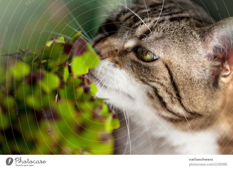 Katzenklee Umwelt Natur Pflanze Tier Blatt Grünpflanze Klee Kleeblatt Glücksklee Haustier Tiergesicht 1 Duft Geruch Neugier Farbfoto mehrfarbig Innenaufnahme