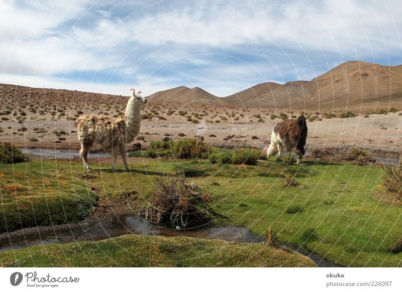 Lamas Nutztier 2 Tier füttern Ferne frei frisch saftig blau braun grün Zufriedenheit selbstbewußt Tierliebe Gelassenheit geduldig Abenteuer Horizont Tradition