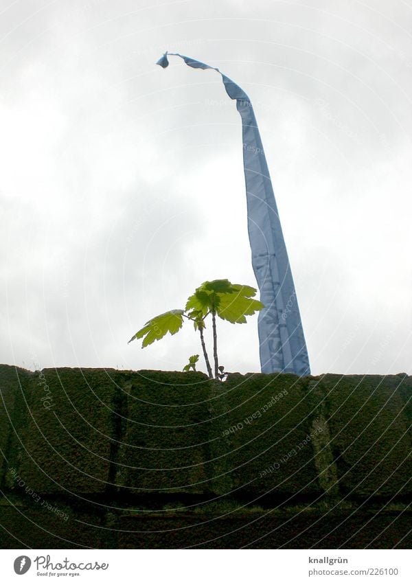 Hinter der Mauer Pflanze Himmel Wolken Baum Wand Fahne Backstein Mauerstein Blühend dreckig dunkel hell hoch oben blau braun grün Kraft Natur Umwelt wehen