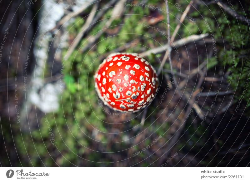 Hello mushroom! Pflanze rot Waldboden Pilz Pilzhut Fliegenpilz Farbfoto