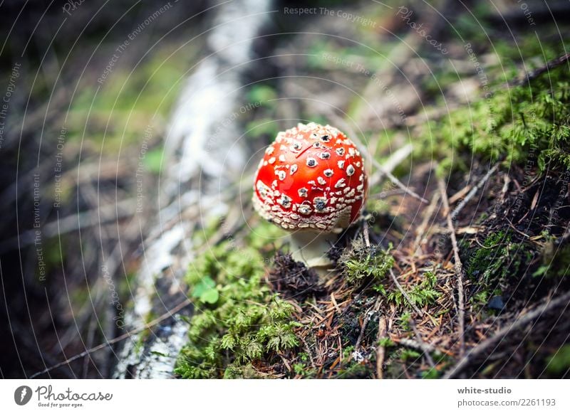 Bob der Fliegenpilz Pflanze klein rot Gift Pilz Pilzhut Natur Farbfoto