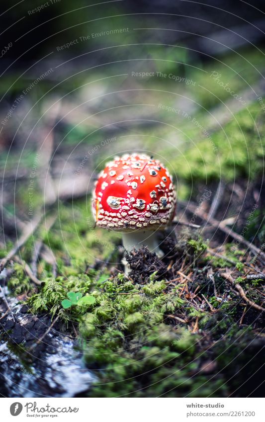 Pilz mit Fliegen Pflanze Umwelt Fliegenpilz rot Moos Waldboden Gift Pilzhut Farbfoto