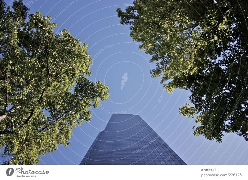 Columbia Tower Luft Wolkenloser Himmel Schönes Wetter Baum Blatt Seattle Haus Hochhaus Bauwerk Architektur blau grün hoch Farbfoto Tag Sonnenlicht