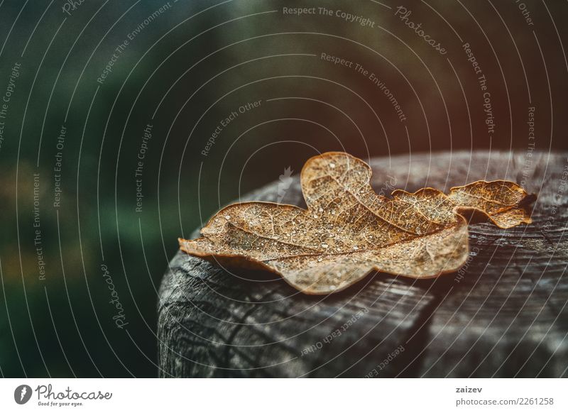 Eichenblatt mit Wassertropfen von Tau oder Regen, auf einem alten Holzpfosten Natur Pflanze Herbst Winter Nebel Blatt Grünpflanze Eichenwald Garten Park Wald