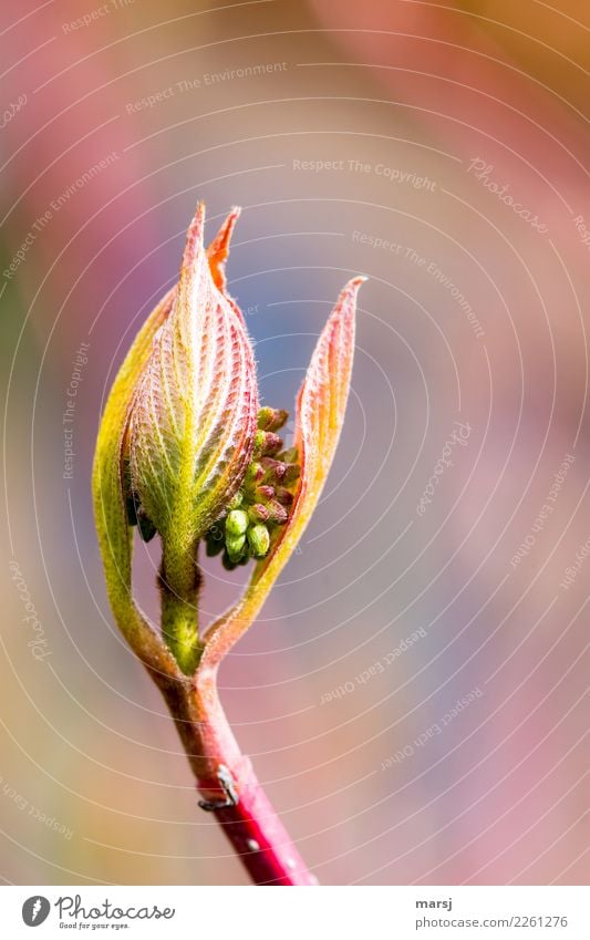 wachsen und gedeihen | im Überfluss Leben Natur Frühling Pflanze Blatt Blütenknospen Hartriegel Kugel Wachstum außergewöhnlich Lebensfreude Frühlingsgefühle