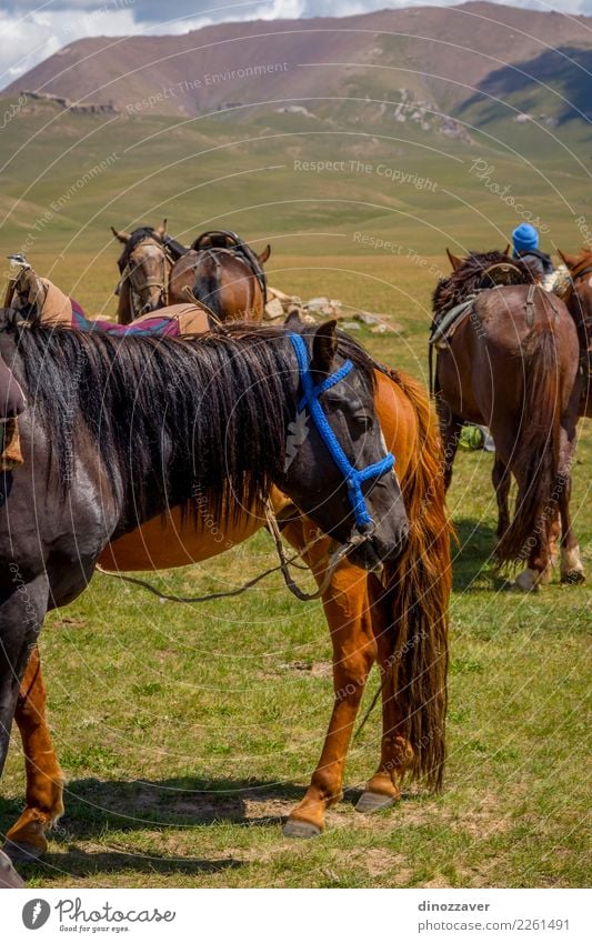 Pferde mit Sattel ruht Glück schön Sommer Natur Landschaft Tier Gras Wiese stehen warten niedlich braun grün Gelassenheit Farbe Frieden Kontrolle ruhen