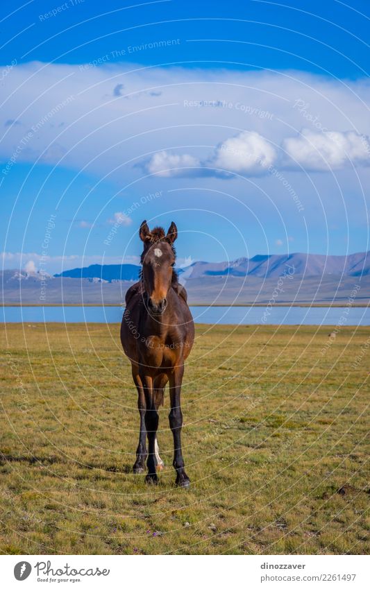 Pferd von Song Kul See schön Ferien & Urlaub & Reisen Tourismus Sommer Berge u. Gebirge Natur Landschaft Himmel Wolken Nebel Gras Park Wiese Hügel Felsen Herde