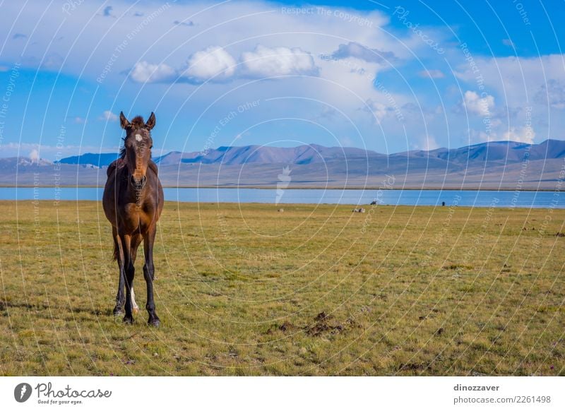 Pferd von Song Kul See schön Ferien & Urlaub & Reisen Tourismus Sommer Berge u. Gebirge Natur Landschaft Himmel Wolken Nebel Gras Park Wiese Hügel Felsen Herde