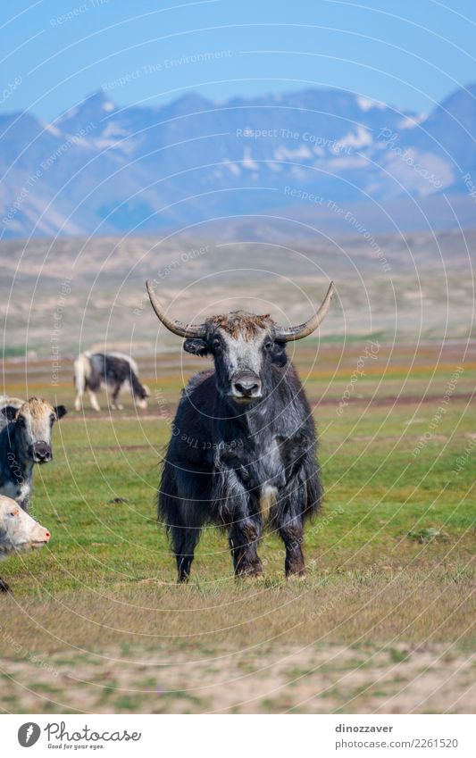 Männliches Yak in der Weide, Kirgisistan Ferien & Urlaub & Reisen Schnee Berge u. Gebirge wandern Mann Erwachsene Kultur Natur Landschaft Tier Wolken Gras Wiese