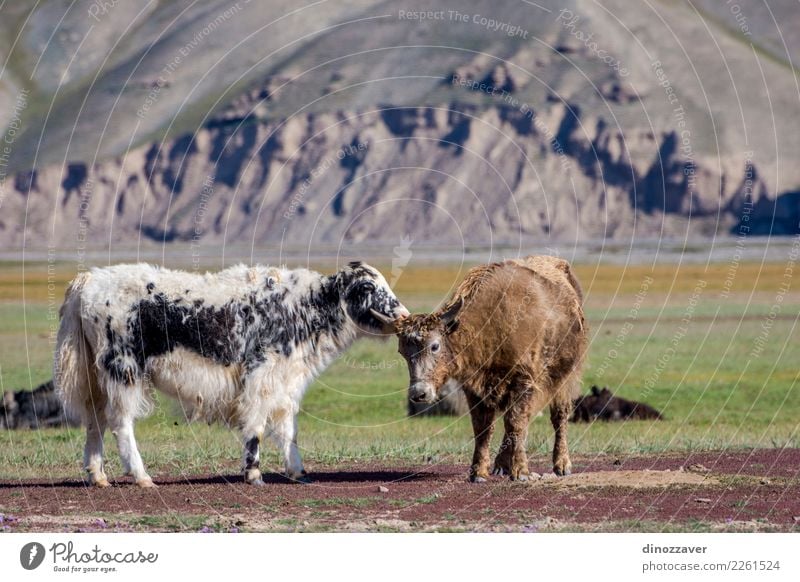 Yaks auf der Weide, Kirgisistan Ferien & Urlaub & Reisen Schnee Berge u. Gebirge wandern Kultur Natur Landschaft Tier Wolken Gras Wiese Pelzmantel Kuh wild blau