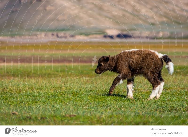 Baby Yak auf der Weide Ferien & Urlaub & Reisen Schnee Berge u. Gebirge wandern Kultur Natur Landschaft Tier Wolken Gras Wiese Pelzmantel Kuh Tierjunges wild