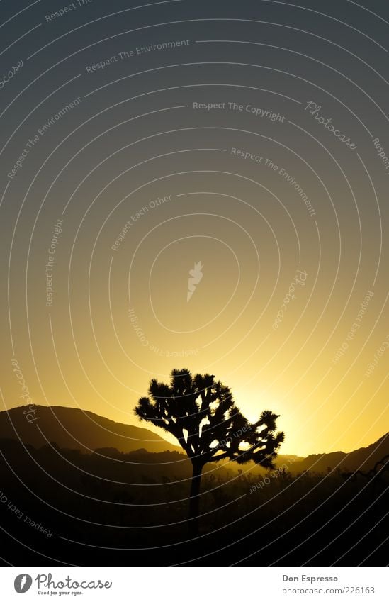 Joshua Tree Natur Landschaft Wolkenloser Himmel Sonnenaufgang Sonnenuntergang Baum Zufriedenheit Kalifornien Joshua Tree National Park Außenaufnahme