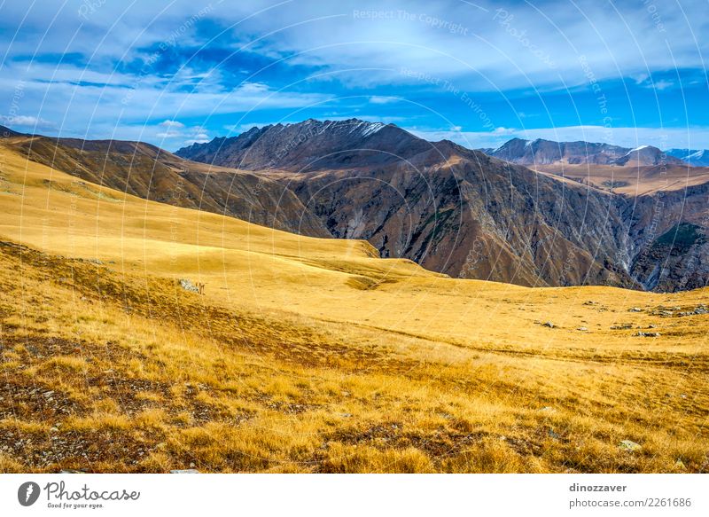 Goldene Berge in Nationalpark Lagodekhi, Georgia schön Ferien & Urlaub & Reisen Tourismus Abenteuer Sommer Sonne Schnee Berge u. Gebirge wandern Umwelt Natur