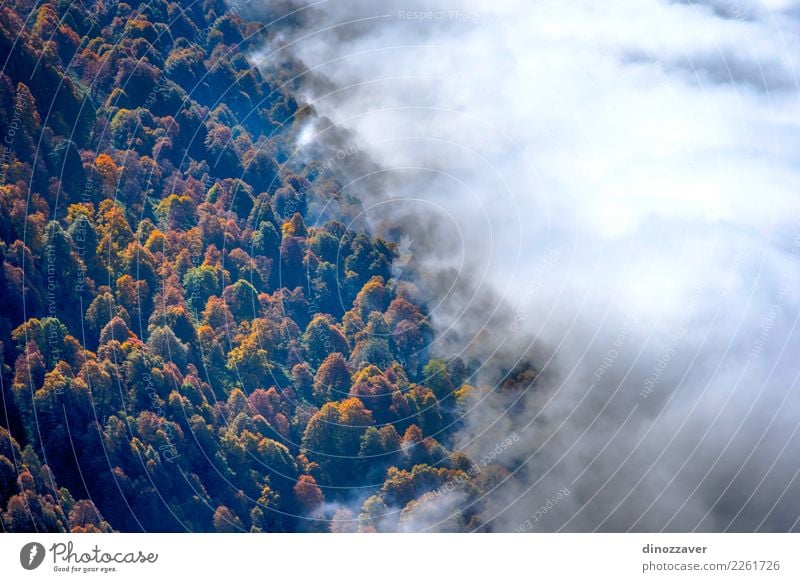 Herbstwald durch die Wolken von oben schön Sonne Berge u. Gebirge Umwelt Natur Landschaft Pflanze Nebel Baum Blatt Park Wald hell natürlich wild braun gelb grün