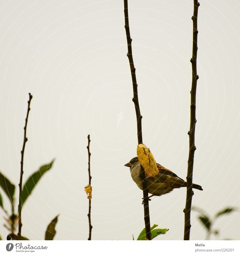 Spatzenwinter Umwelt Natur Tier Herbst Winter Pflanze Sträucher Ast Vogel 1 festhalten sitzen klein natürlich niedlich trist grau Farbfoto mehrfarbig