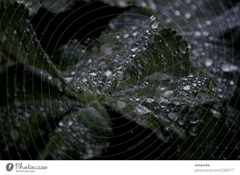 Tropf tropf.. Natur Pflanze Wassertropfen Herbst Schönes Wetter Blatt Grünpflanze ästhetisch außergewöhnlich Duft authentisch Flüssigkeit schön einzigartig kalt