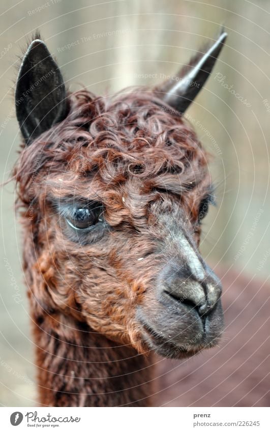 alpaka Tier Nutztier braun Lama Säugetier Paarhufer Farbfoto Außenaufnahme Tag Schwache Tiefenschärfe Tierporträt Vorderansicht Blick nach vorn Maul Auge