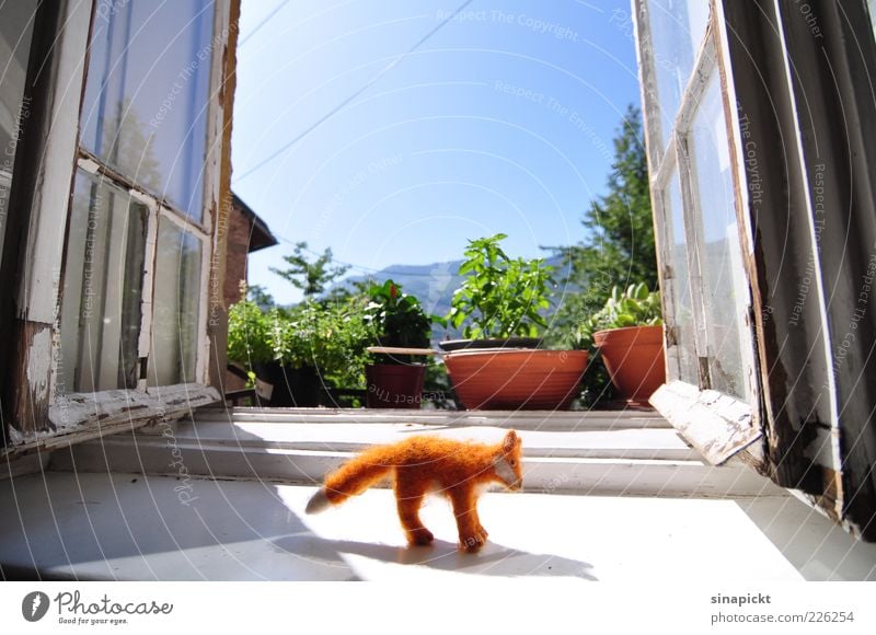 Fuchsbesuch Freude Wohnung Dekoration & Verzierung Topfpflanze Fenster 1 Tier Stofftiere Häusliches Leben authentisch klug Stimmung Farbfoto Innenaufnahme