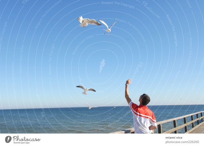 Usedom Birds Mensch 1 Ostsee 2 Tier Spielen frisch muskulös blau Freude Glück Lebensfreude Frühlingsgefühle Optimismus Freiheit Natur Farbfoto Außenaufnahme