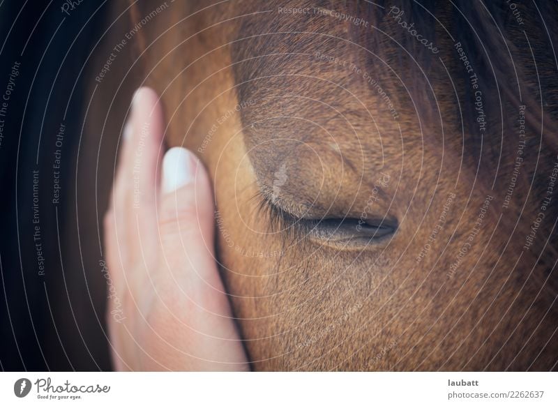 Zärtlichkeit Hand Tier Nutztier Wildtier Pferd Tiergesicht Fell Auge Wimpern 1 Partnerschaft Freude Freundschaft Frieden genießen Glaube Religion & Glaube