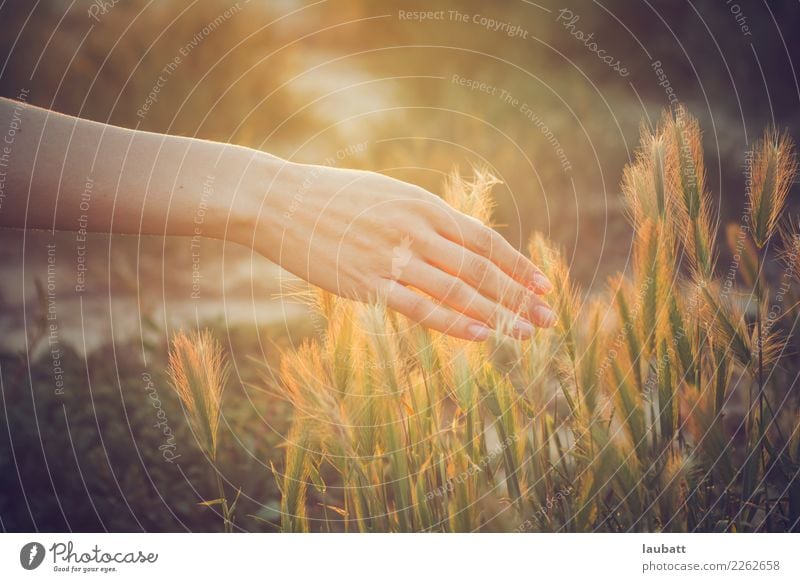 Erdverbindung Zerealien Frühstück Mittagessen Bioprodukte Vegetarische Ernährung Diät Slowfood Italienische Küche Brot Umwelt Natur Pflanze Luft Sonne