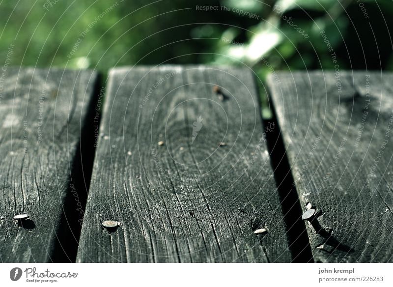 living on the edge Natur Holz alt grau grün Holzbrett Boden Nagel Maserung Jahresringe Schwache Tiefenschärfe Menschenleer Nahaufnahme Detailaufnahme