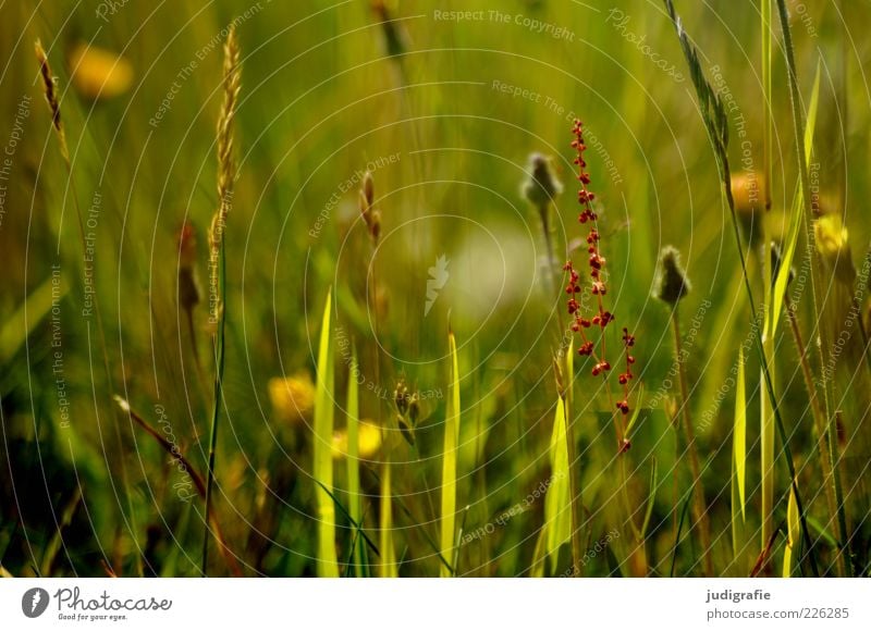 Wiese Umwelt Natur Pflanze Sommer Gras Wildpflanze Wachstum Duft natürlich grün Farbfoto Außenaufnahme Tag Menschenleer