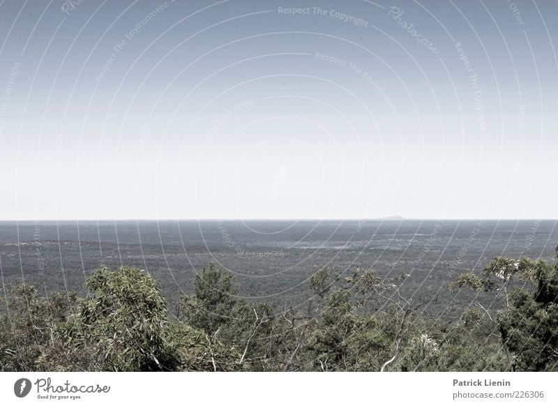 flat world Umwelt Natur Landschaft Pflanze Urelemente Luft Himmel Wolkenloser Himmel Sommer Klima Klimawandel Wetter Schönes Wetter Dürre Baum Sträucher Wald