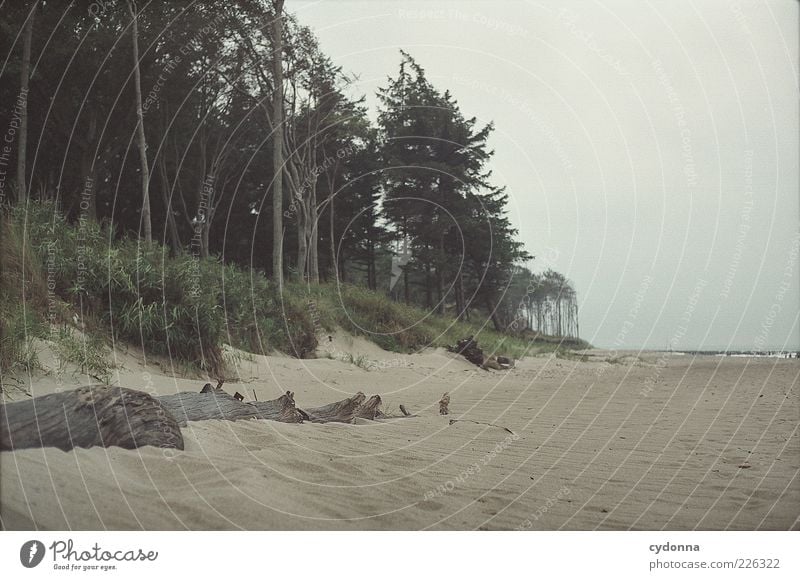 Gestrandet Ferne Freiheit Umwelt Natur Landschaft Wolken Baum Wald Strand Ostsee Meer Einsamkeit Idylle Leben ruhig stagnierend Vergänglichkeit Wege & Pfade