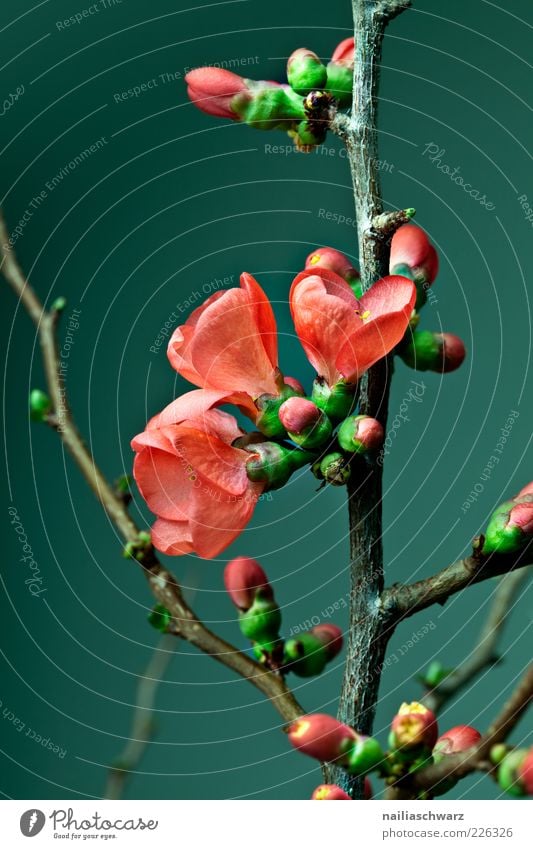 Kirschblüten Umwelt Natur Pflanze Frühling Blume Blüte Nutzpflanze Kirschbaum Ast Holz Blühend ästhetisch braun grün rot Farbfoto mehrfarbig Innenaufnahme