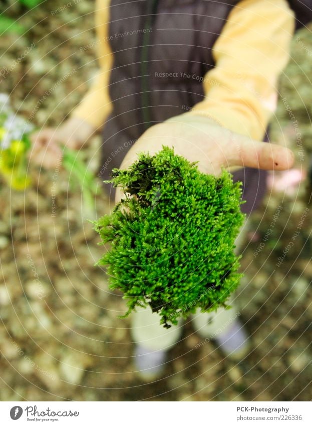 Moosgärtlein Handarbeit heimwerken Kinderspiel 1 Mensch bauen Bewegung grün Moosteppich zeigen festhalten haltend Waldboden Farbfoto Außenaufnahme Tag