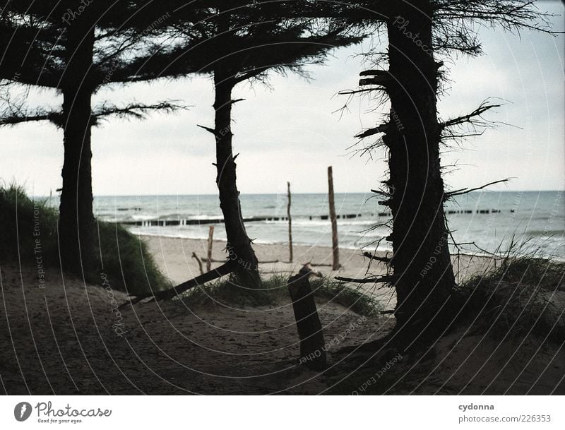 Meerblick Ferien & Urlaub & Reisen Ausflug Umwelt Natur Landschaft Wolken Baum Wald Strand Ostsee ästhetisch Einsamkeit einzigartig Erholung ruhig Kiefer