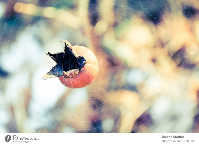 wärme Natur Herbst trocken herbstlich Hagebutten mehrfarbig Farbfoto Außenaufnahme Nahaufnahme Detailaufnahme Textfreiraum rechts Schwache Tiefenschärfe