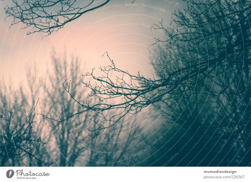 Träume Winter Baum Glaube Traurigkeit Sorge Trauer Tod Ast Zweige u. Äste Geäst Menschenleer Abenddämmerung laublos Farbfoto Außenaufnahme Dämmerung Kontrast