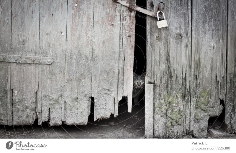 hinter verschlossenen Türen Tier Katze Tierjunges entdecken warten alt Schutz Angst Scheune Holz Schloss Neugier fokussieren Farbfoto Außenaufnahme