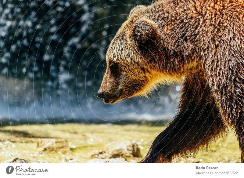 Braunbär (Ursus Arctos) Porträt Natur Tier Wald Wildtier Tiergesicht 1 laufen groß wild braun Bär Hintergrund Tierwelt Säugetier Grizzly ursus arctos Raubtier