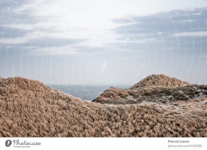 Dünenwelten Umwelt Natur Landschaft Pflanze Urelemente Luft Wasser Himmel Klima Wetter Wind Hügel Wellen Küste Nordsee kalt wild Stimmung Amrum schön Sehnsucht