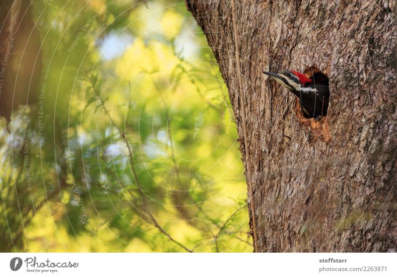 Männlicher pileated Spechtvogel Dryocopus pileatus Mann Erwachsene Baum Garten Park Tier Vogel 1 Holz braun grün Stapelspecht Nest Golfloch Zypressenbaum