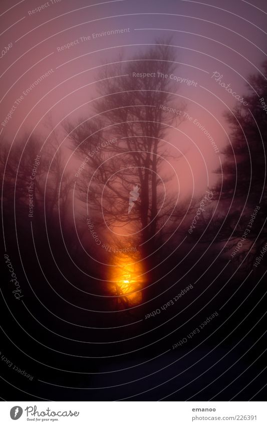 schwarzwald licht Natur Landschaft Pflanze Himmel Sonne Winter Klima Wetter Nebel Baum Wald ästhetisch nass natürlich weich gold Schauinsland Schwarzwald orange