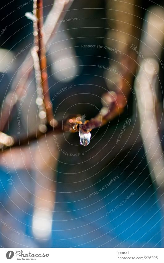 Ein Tropfen Eiswasser Umwelt Natur Pflanze Wassertropfen Winter Frost Sträucher Grünpflanze Zweig hängen kalt nass Klima glänzend Farbfoto Gedeckte Farben