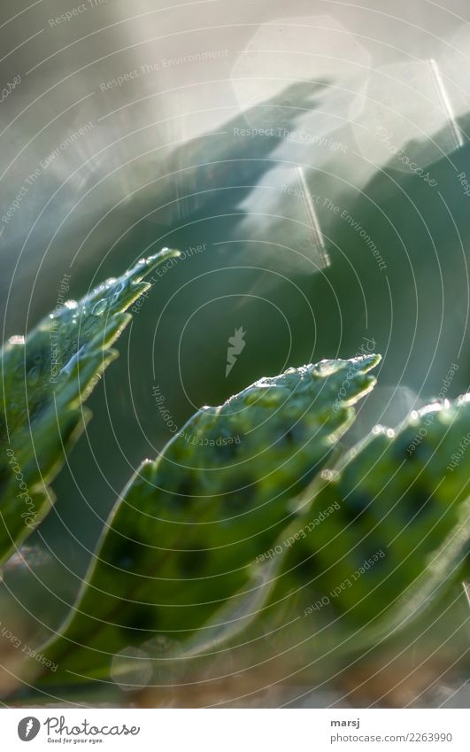 .:.:.: Leben Natur Wassertropfen Frühling Pflanze Farn Blatt Punktmuster außergewöhnlich dünn authentisch einfach frisch klein nass natürlich grün