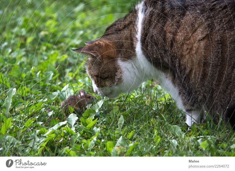 Katze und Maus Hauskatze Spielen Haustier Tier Fleischfresser Katzenauge Katzenbaby Fell Blick Säugetier Natur Nase Pfote Liebling pussycat