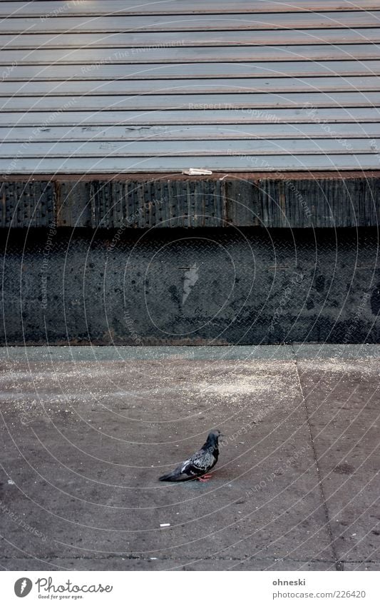 Straßenvogel Tier Fassade Jalousie Vogel Taube 1 Stein Beton grau Einsamkeit ruhig Stadt Gedeckte Farben Textfreiraum oben Textfreiraum Mitte Tierporträt Profil