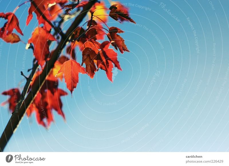 Textfreiraum rechts Umwelt Natur Herbst Baum Blatt blau gelb orange Herbstlaub Herbstfärbung Indian Summer Ast Kupferkirsche kupfer Felsenbirne Farbfoto